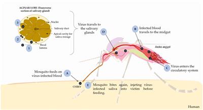 Aedes–Chikungunya Virus Interaction: Key Role of Vector Midguts Microbiota and Its Saliva in the Host Infection